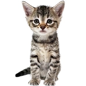 Newborn Kitten Progression & Cat Age Chart With Pictures | Alley Cat Allies