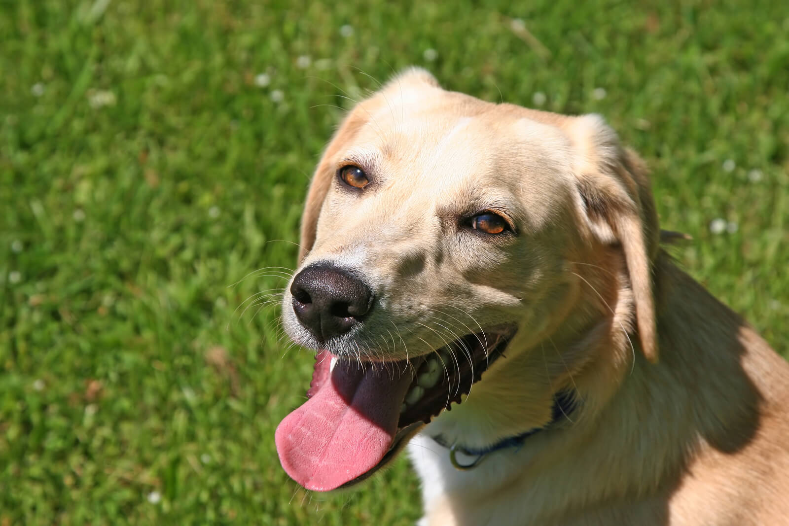 Signs Your Dog is Overheating All for Dogs
