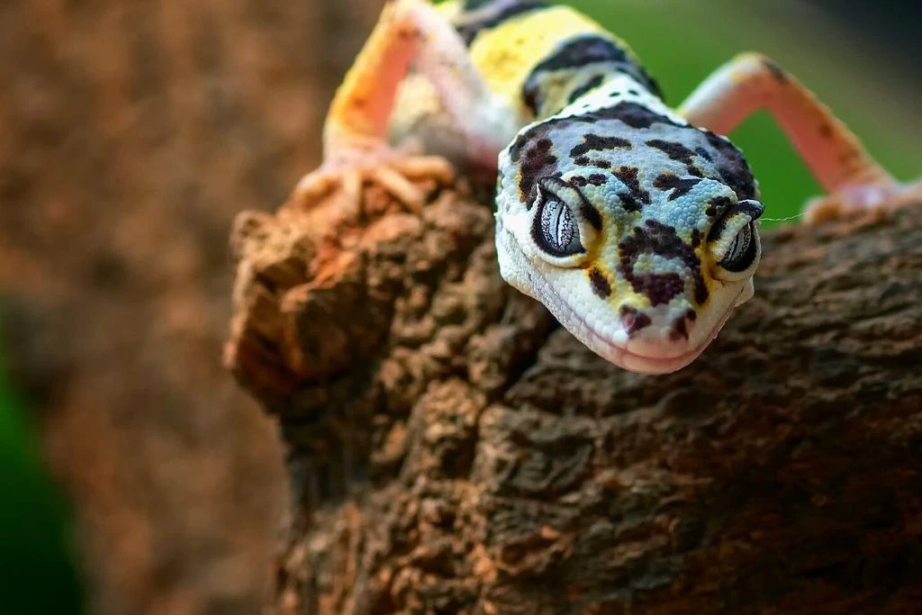 What does a Healthy Leopard Gecko Poop Look Like?