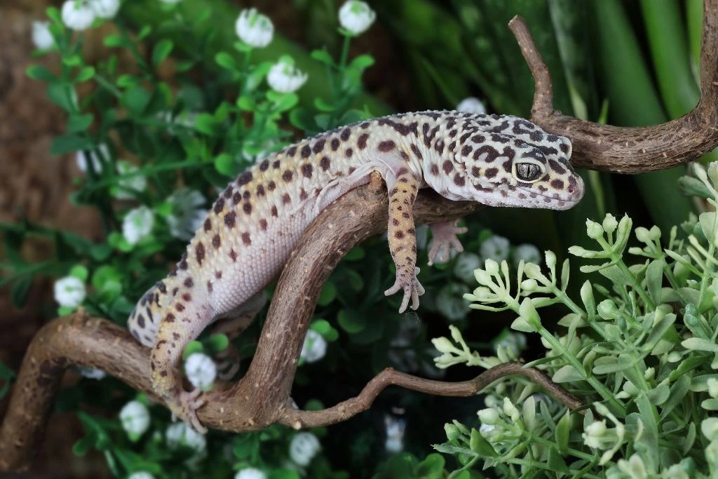 6 Best Leopard Gecko Setup Ideas All Gecko