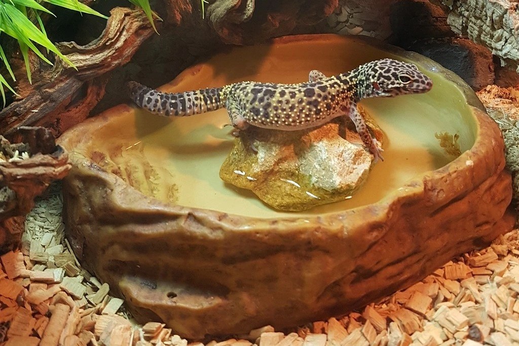 9 Signs of a Dehydrated Leopard Gecko All Gecko