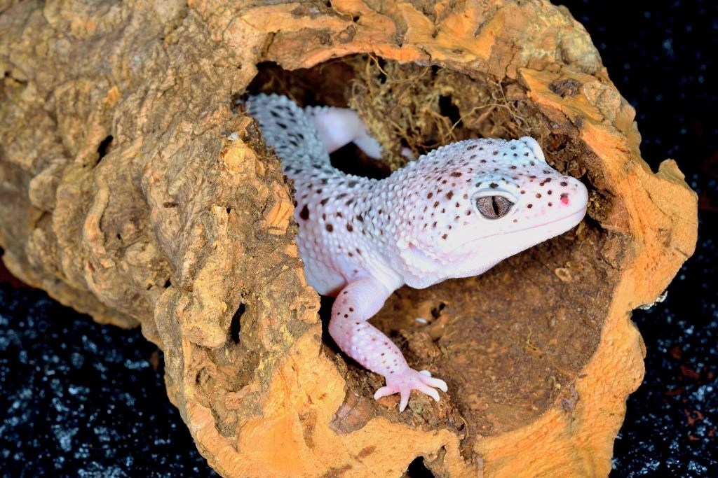 What does a Healthy Leopard Gecko Poop Look Like?