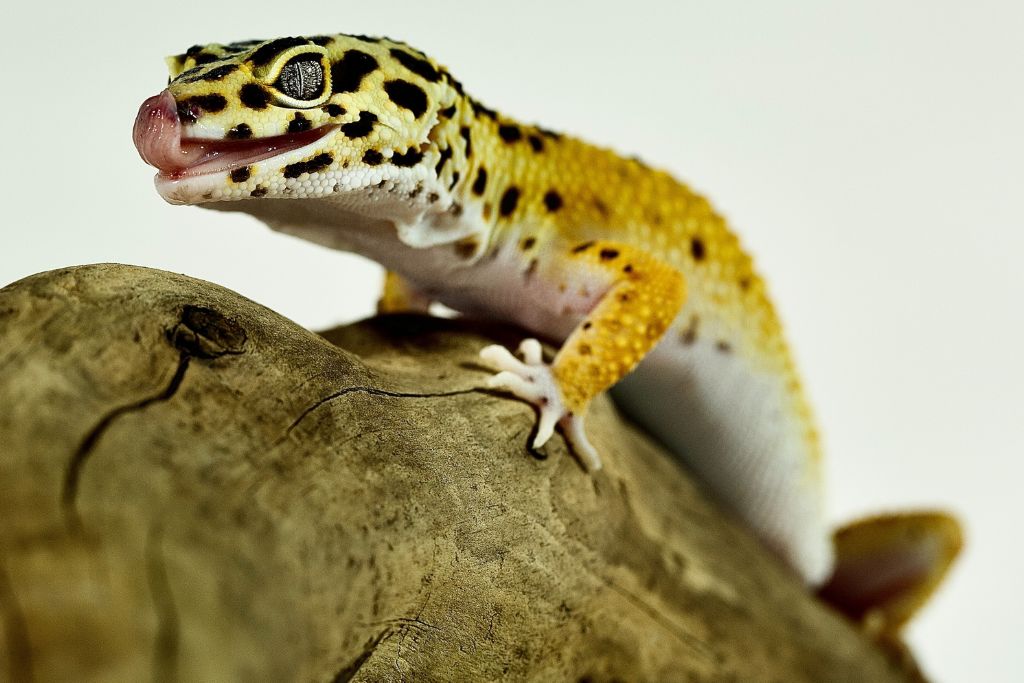 Leopard Gecko Impaction Causes, Symptoms, And Treatment