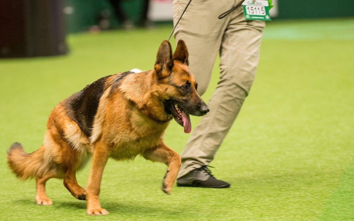 German Shepherd Sloping Back Vs Straight Back Allgshepherds
