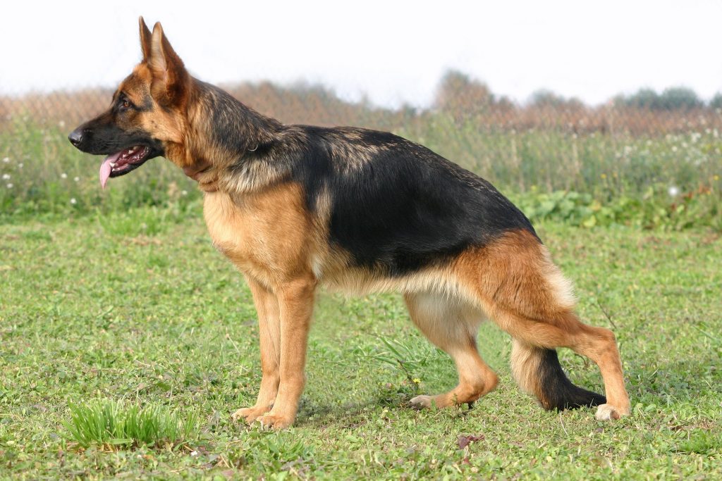 Why Does Your German Shepherd Have Diarrhea Allgshepherds