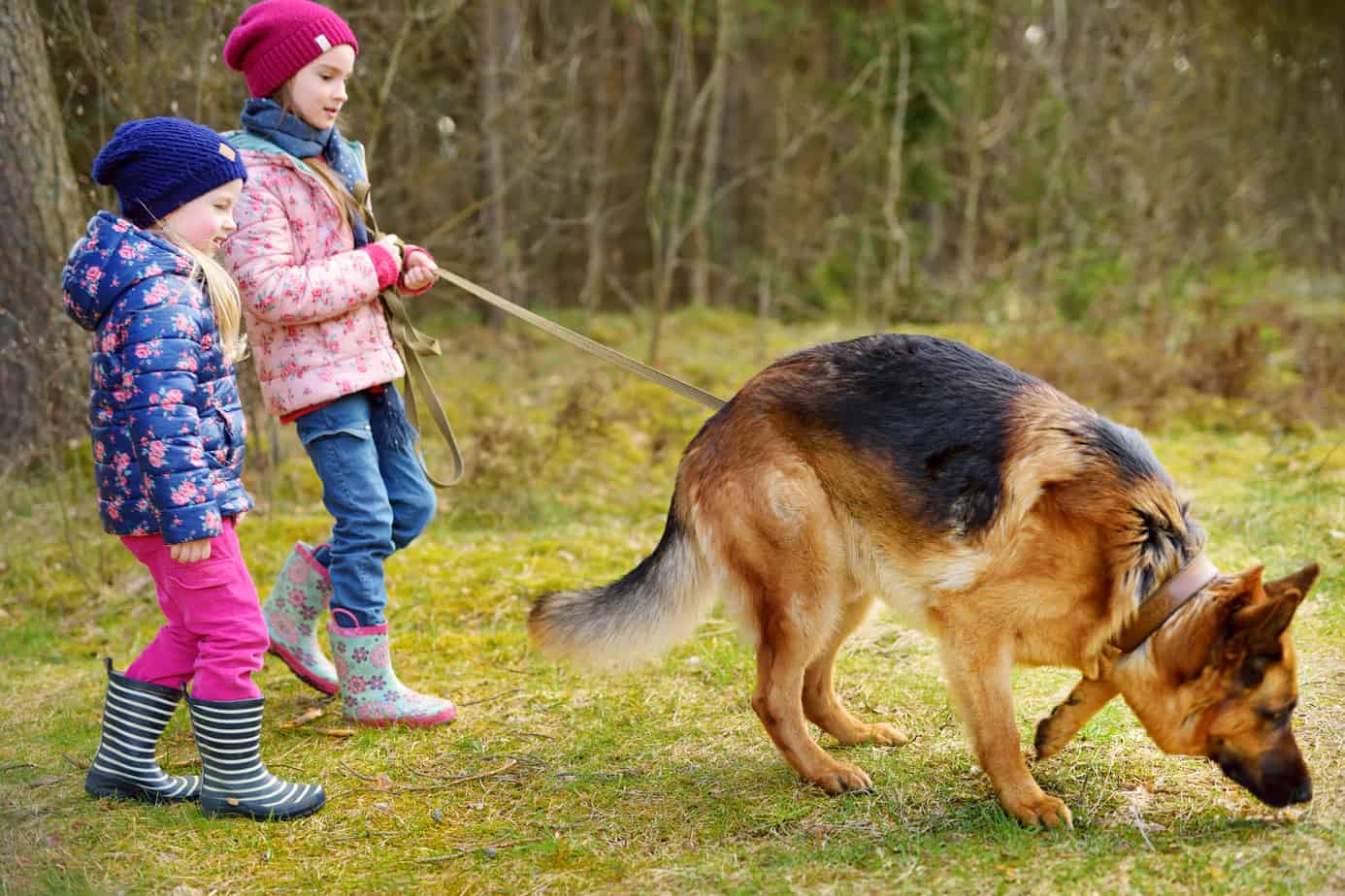 Are German Shepherds Good Family Dogs With Kids? Allgshepherds