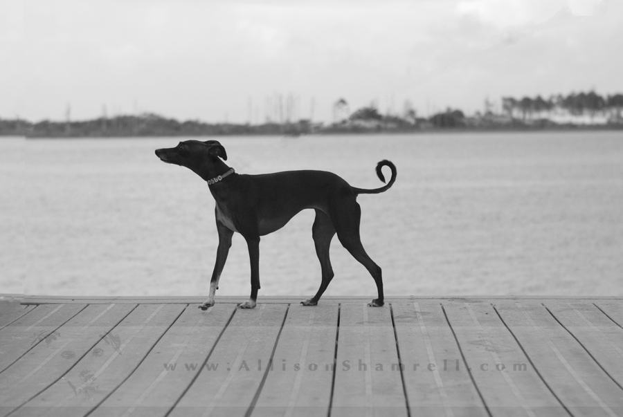 Sneak Peek Oslo {Navarre, FL Pet Photography by Allison Shamrell