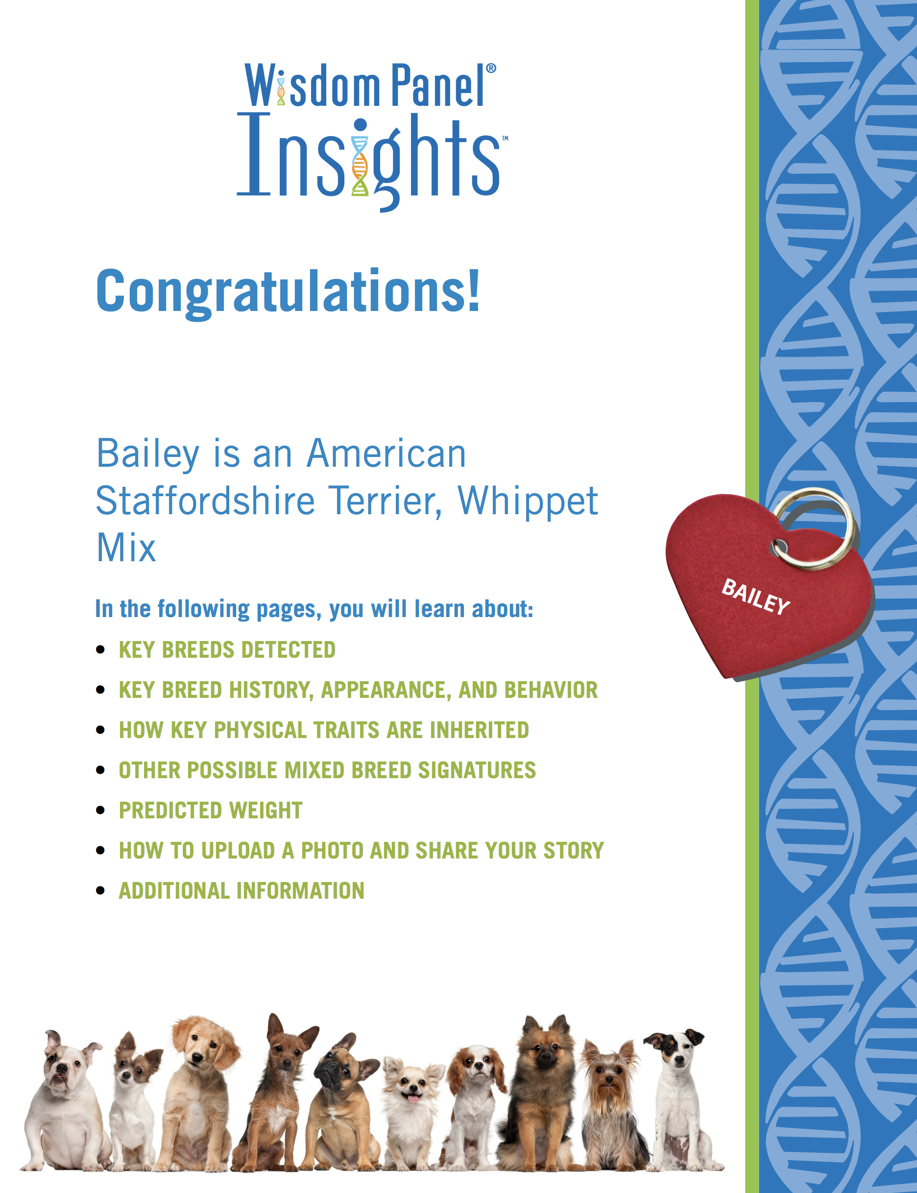 Dog DNA Tests Our Experience (What kind of dog is Bailey