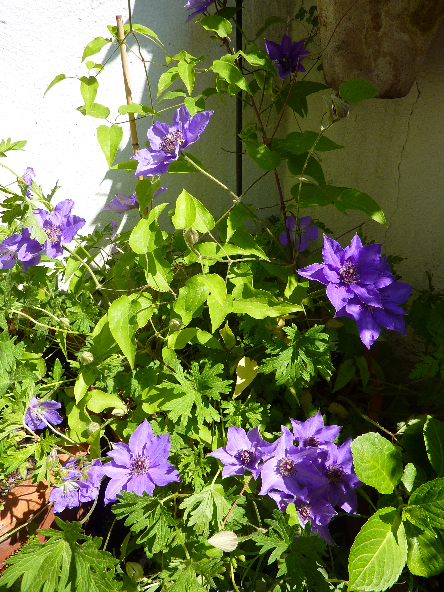 Was blüht bei euch gerade auf dem Balkon, im Garten & Co