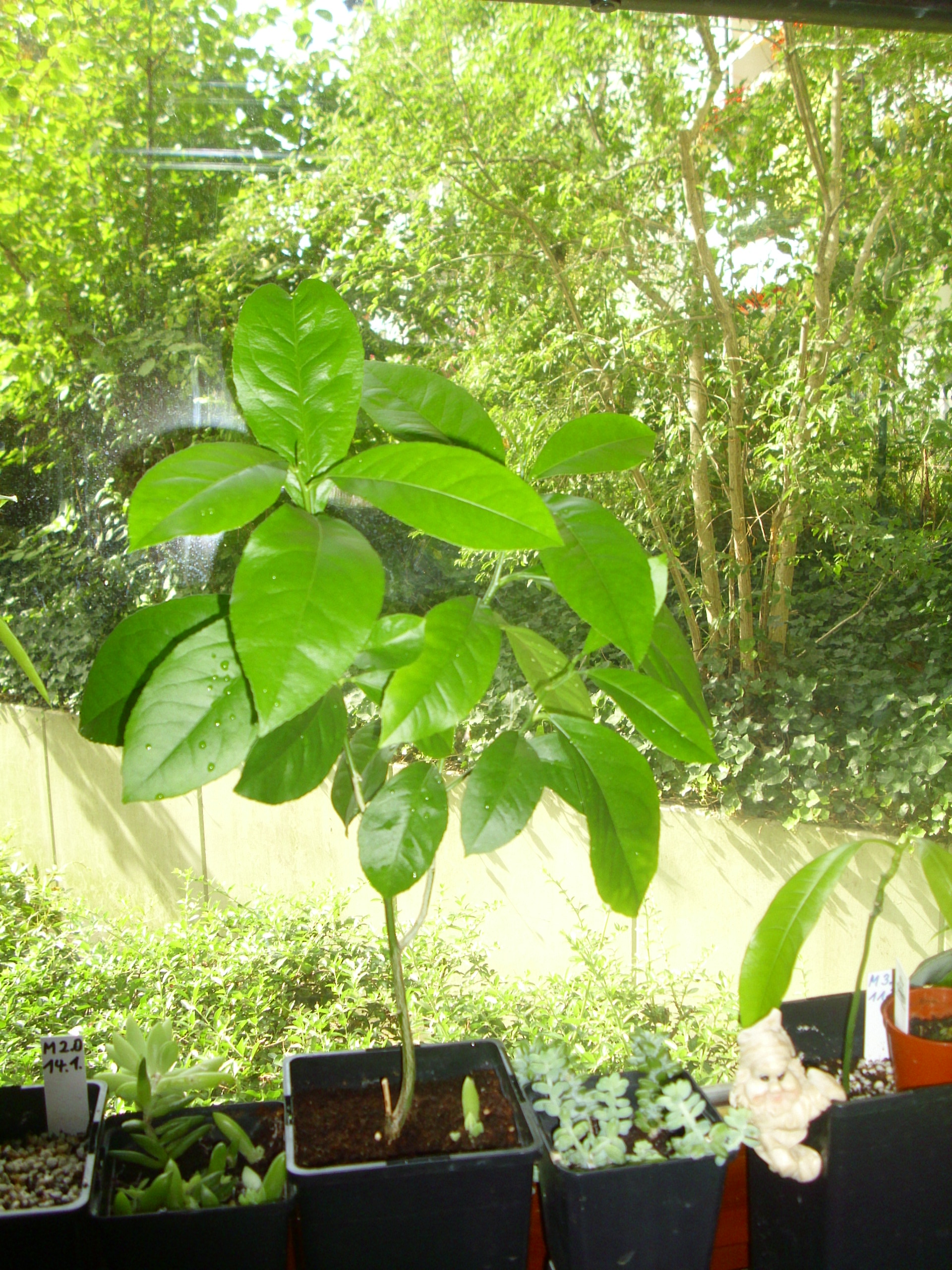 Was blüht bei euch gerade auf dem Balkon, im Garten & Co? (Seite 455