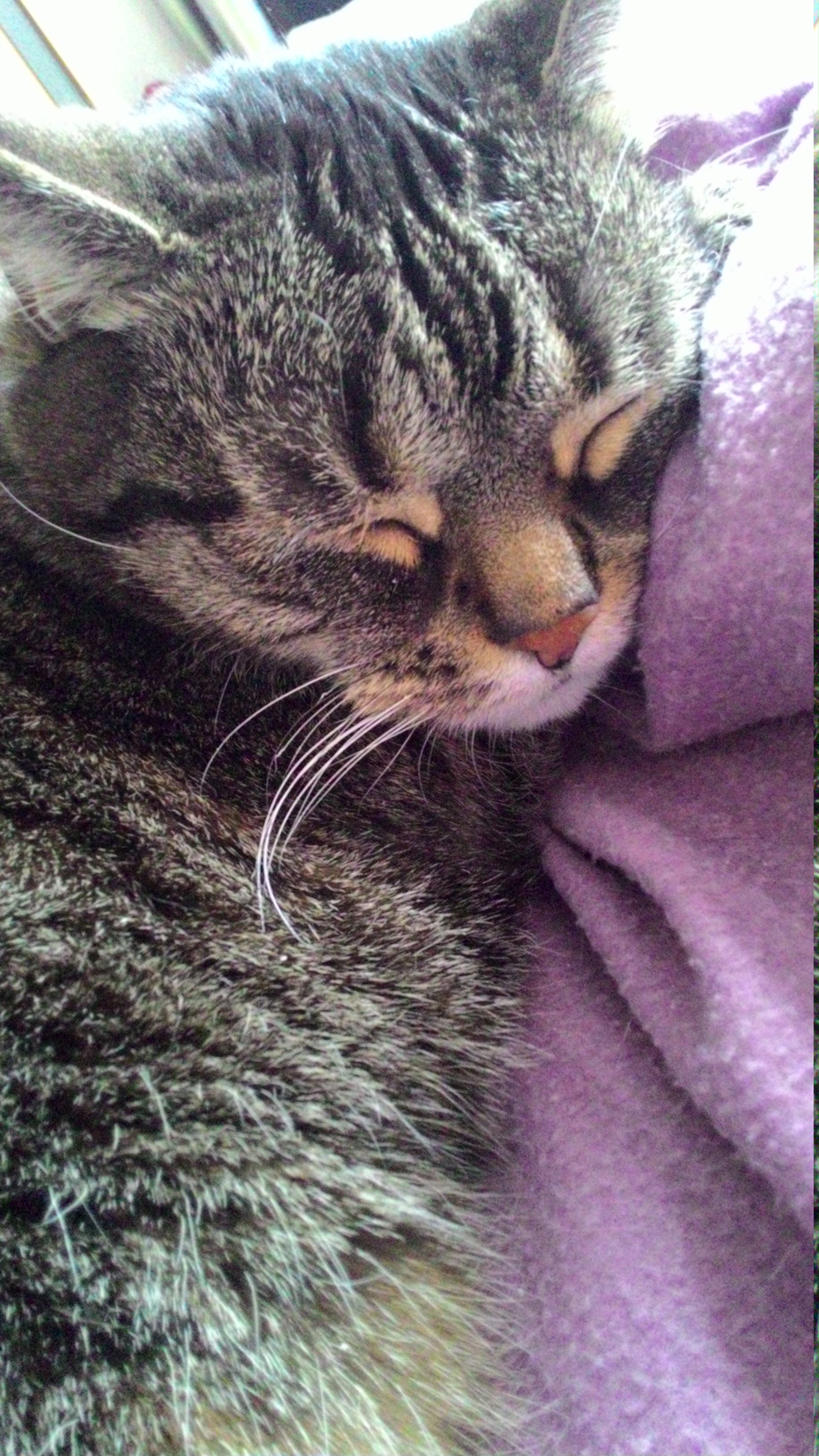 Katzen (Seite 526) Allmystery