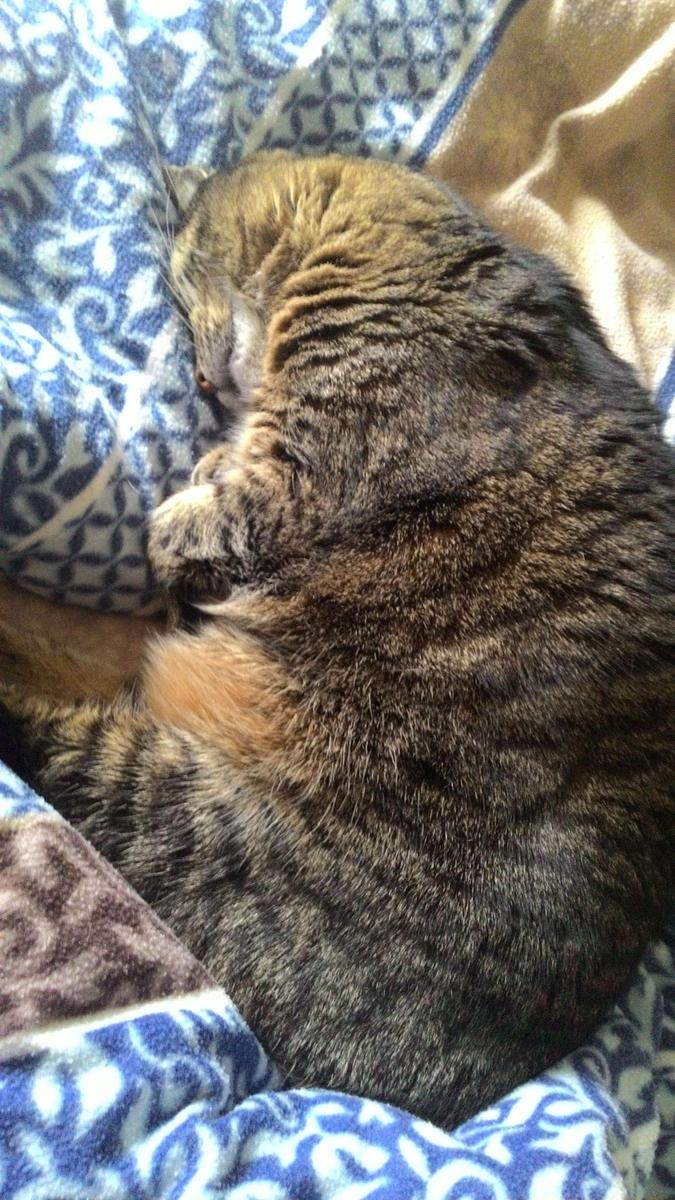 Katzen (Seite 464) Allmystery