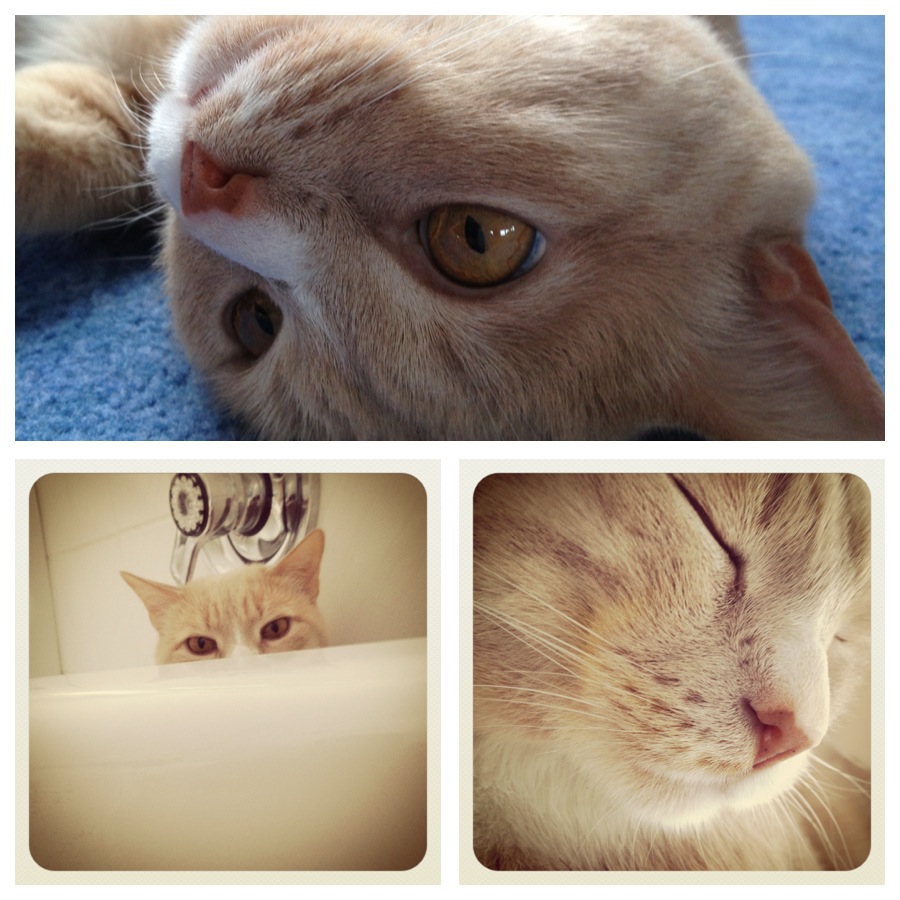 Katzen (Seite 249) Allmystery