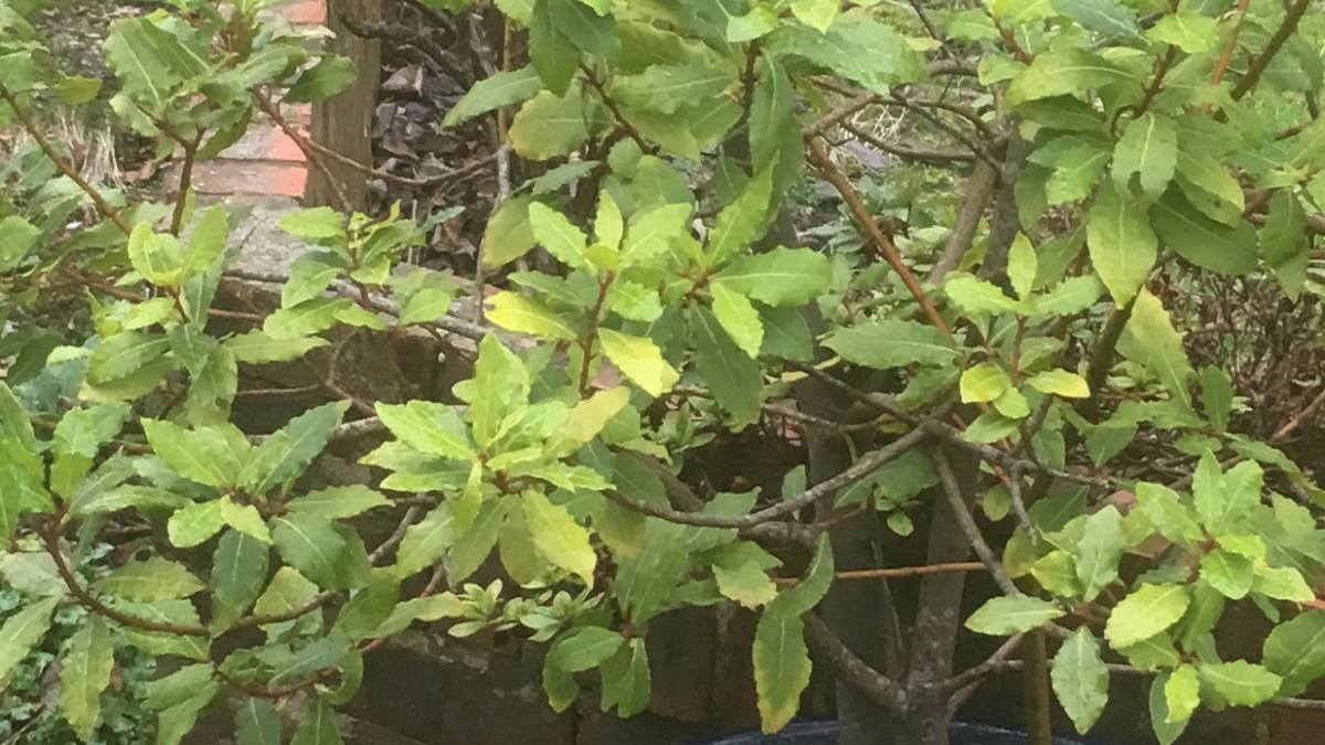 Why Is My Bay Tree Turning Yellow at David Herron blog
