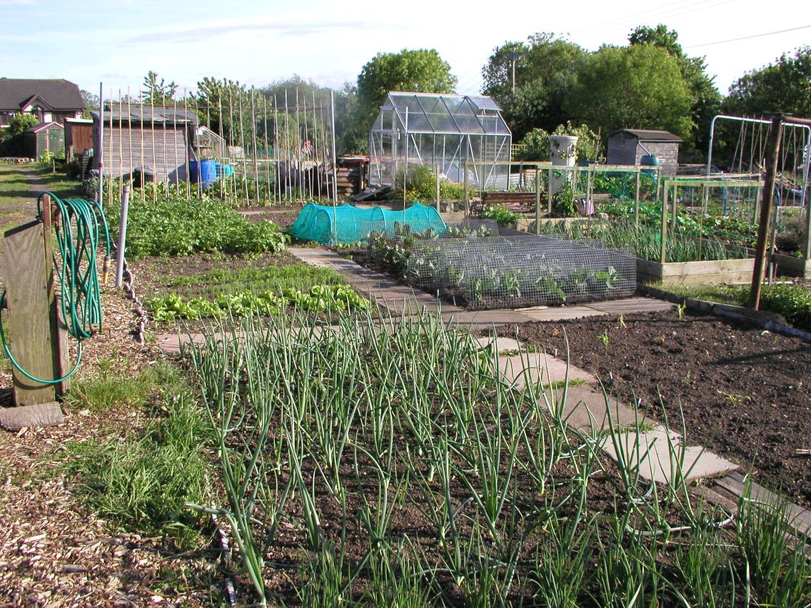 Allotment Garden Vegetable, Fruit & Herb Gardening on an Allotment