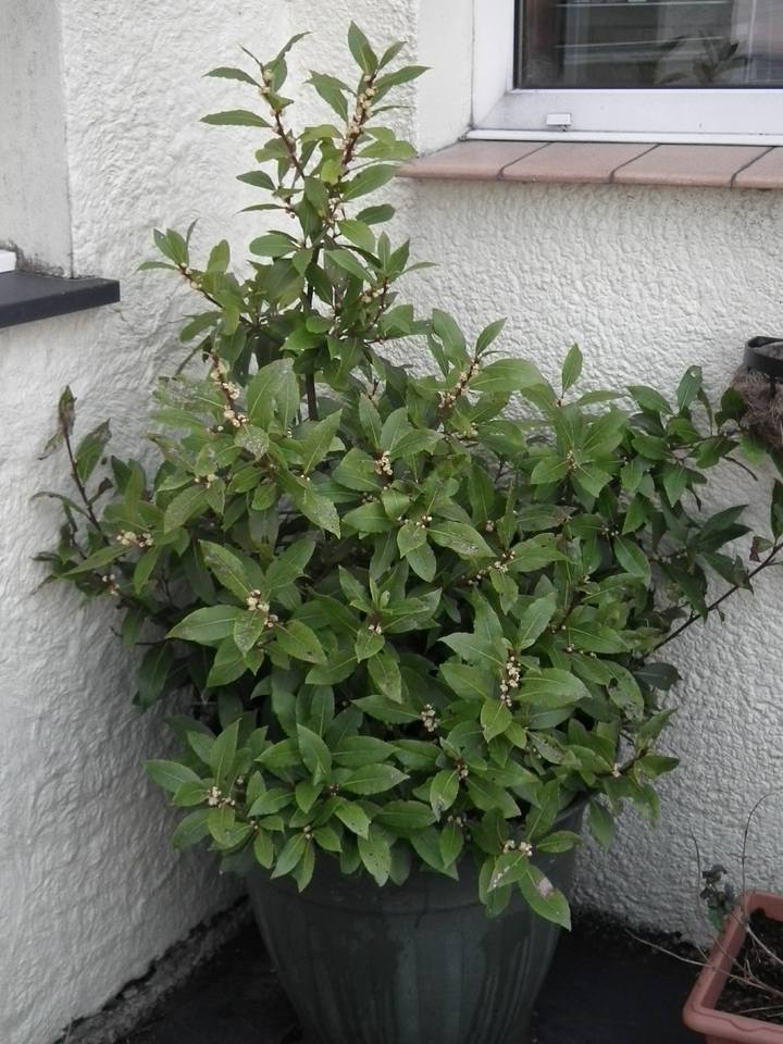 Growing Bay Leaf Trees How to Grow a Bay Leaf Tree Allotment & Gardens