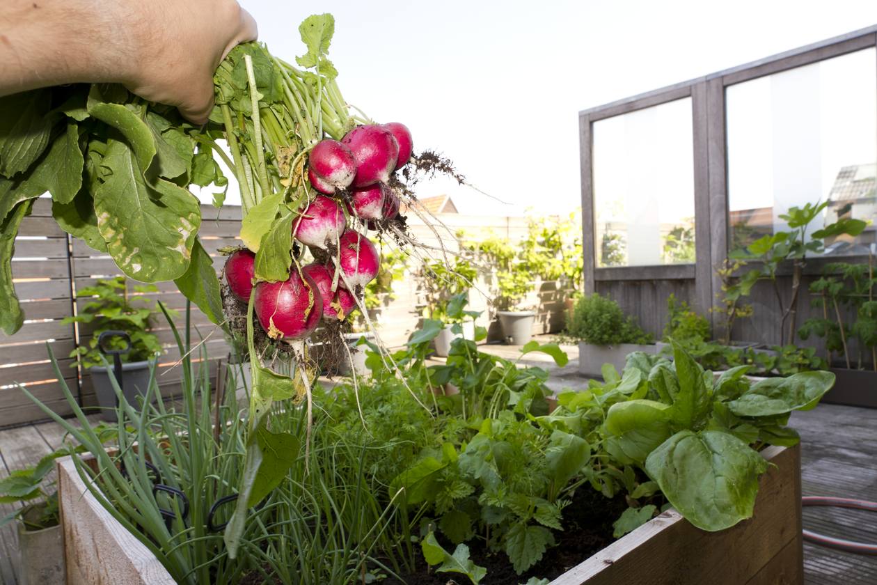 What Vegetables Can You Grow in Containers?