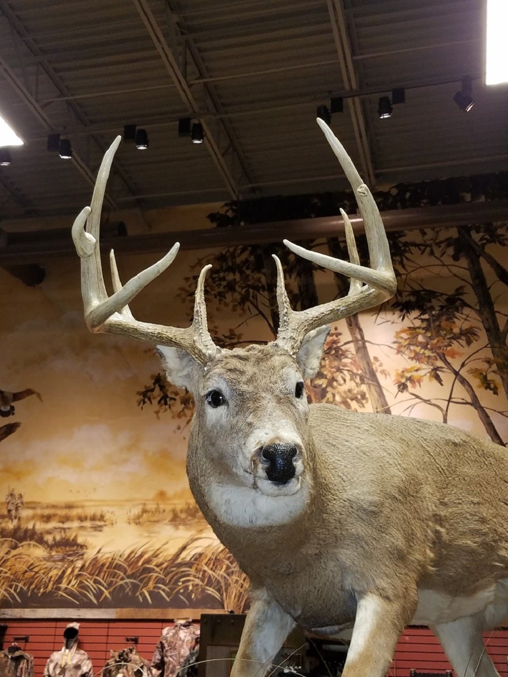 Let's Talk Deer Season Prep Now