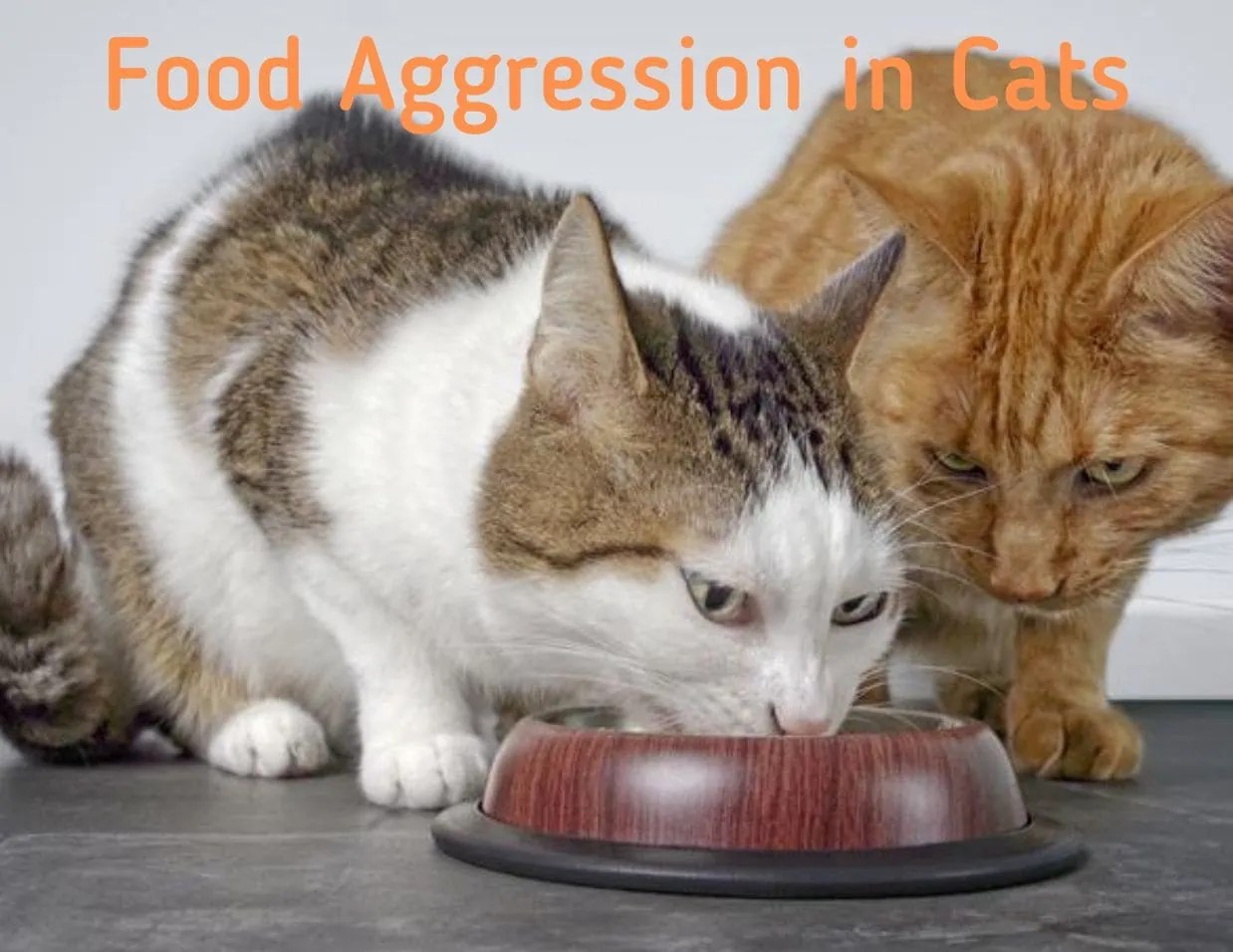 Food Aggression in Cats Everything You Need to Know All Paws Essentials