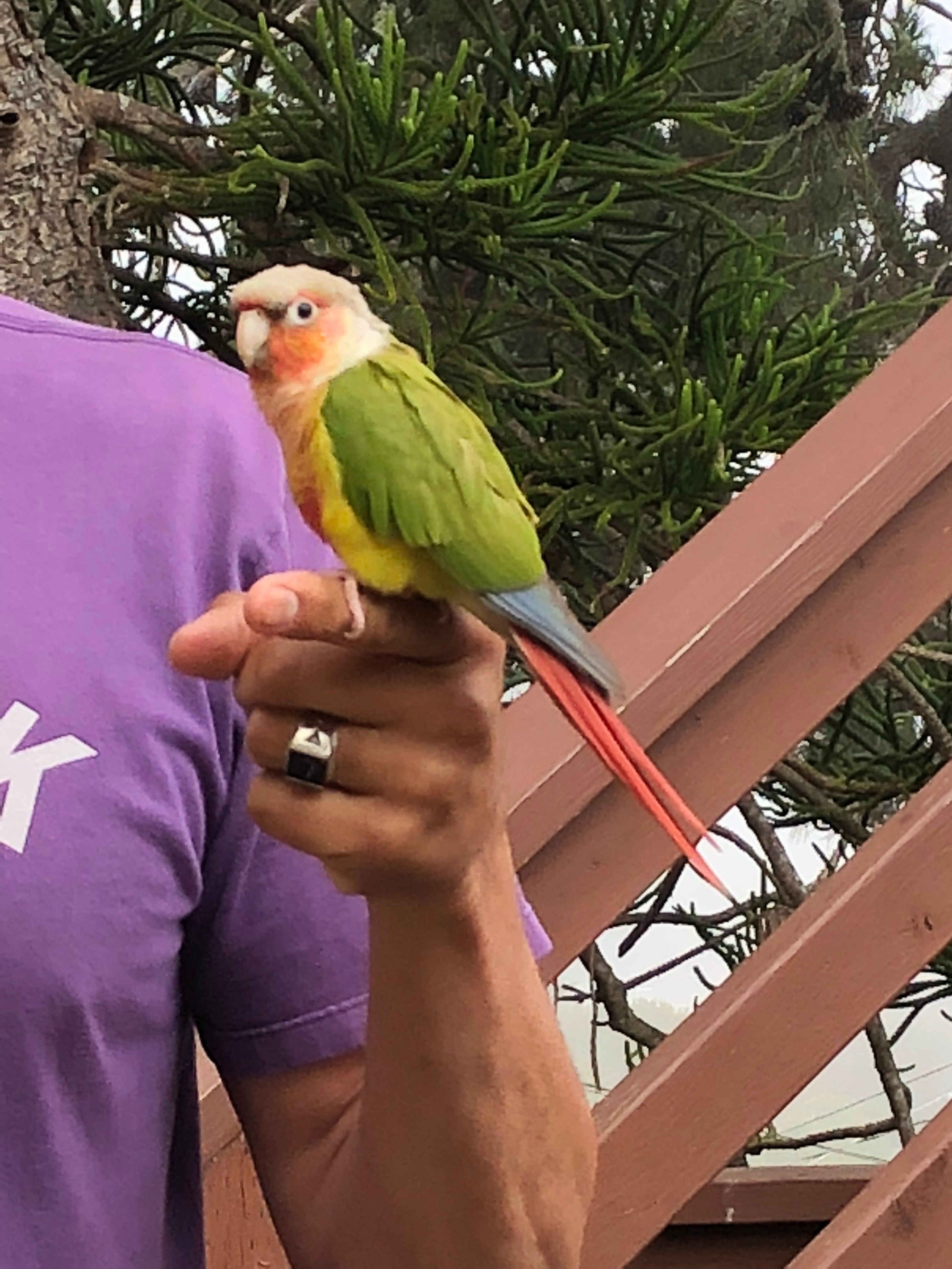 Conure Parrot Species Information