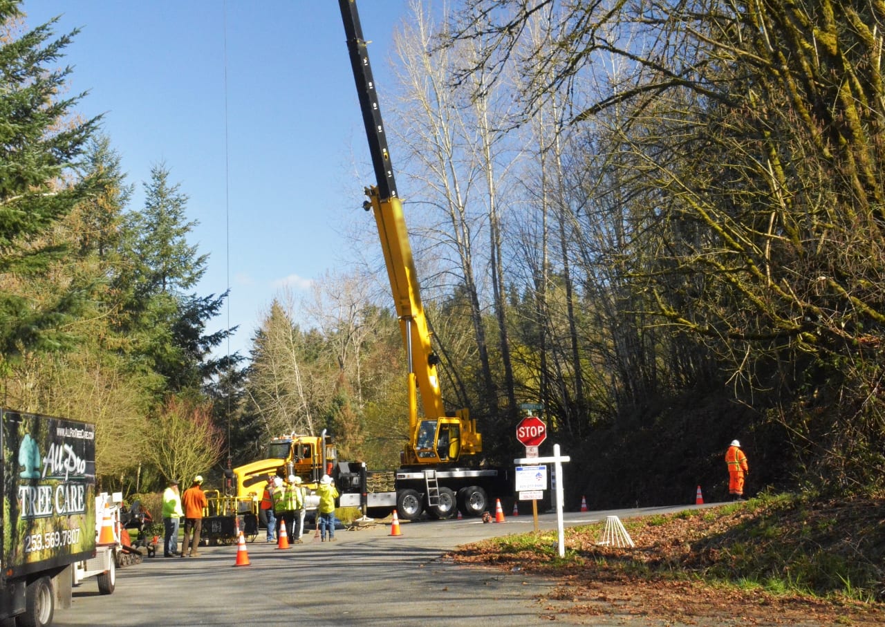 Tree Removal service Removal of dead multi trunk maple on