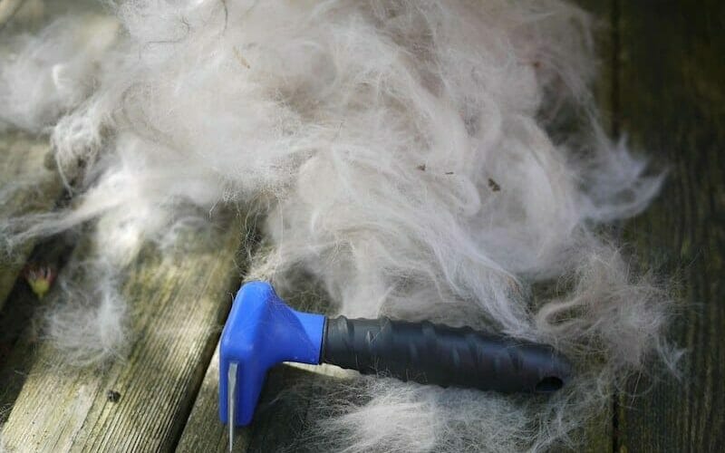 Can You Use A Furminator On An Australian Shepherd AllShepherd