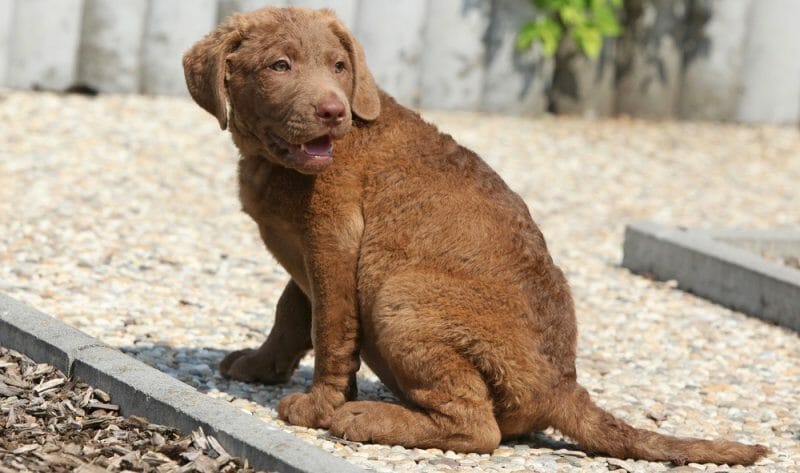 Chesapeake Bay Retriever Growth Chart | Chessie Weight & Size