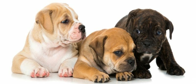 Olde English Bulldogge Weight Chart | Size & Growth Chart