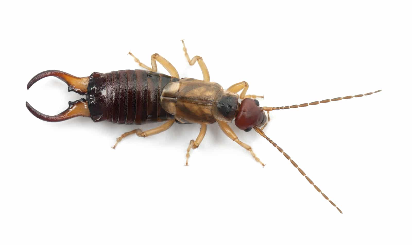 Earwigs All Solutions Pest Control