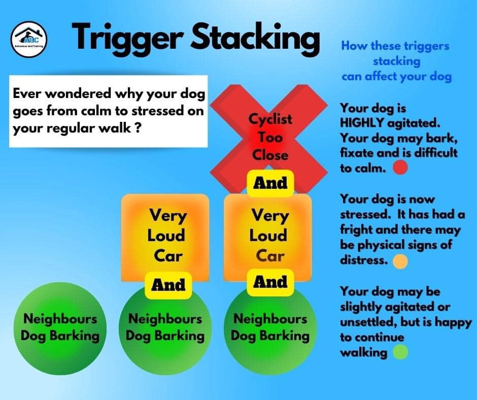 Allsorts Blog Allsorts Dog Training