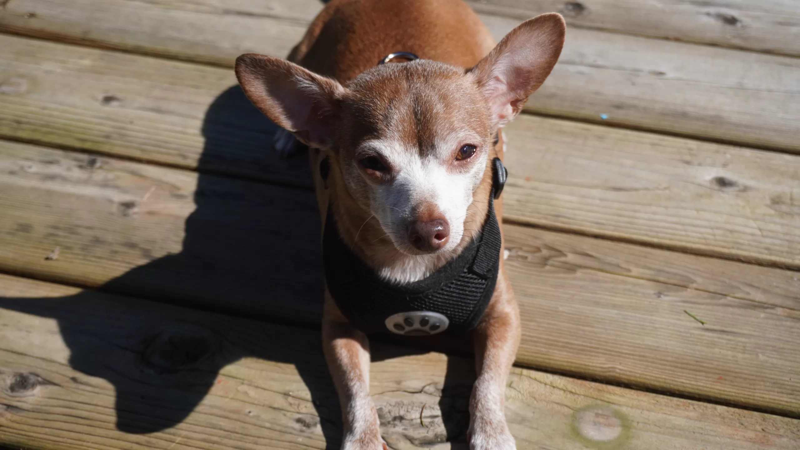 When Is A Chihuahua Considered A Senior? All Things Chihuahua