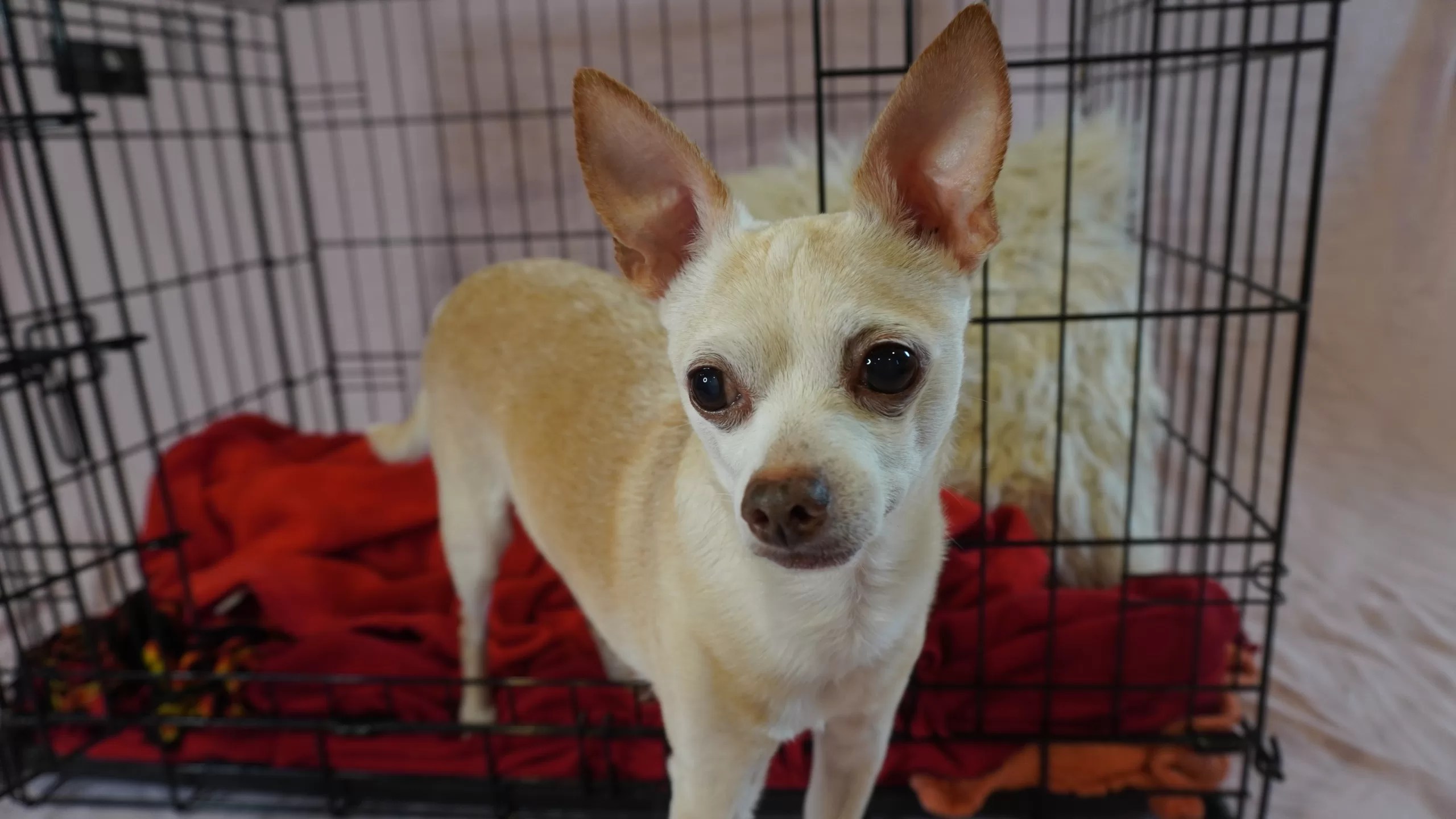 4 Reasons to Kennel Train Your Chihuahua All Things Chihuahua