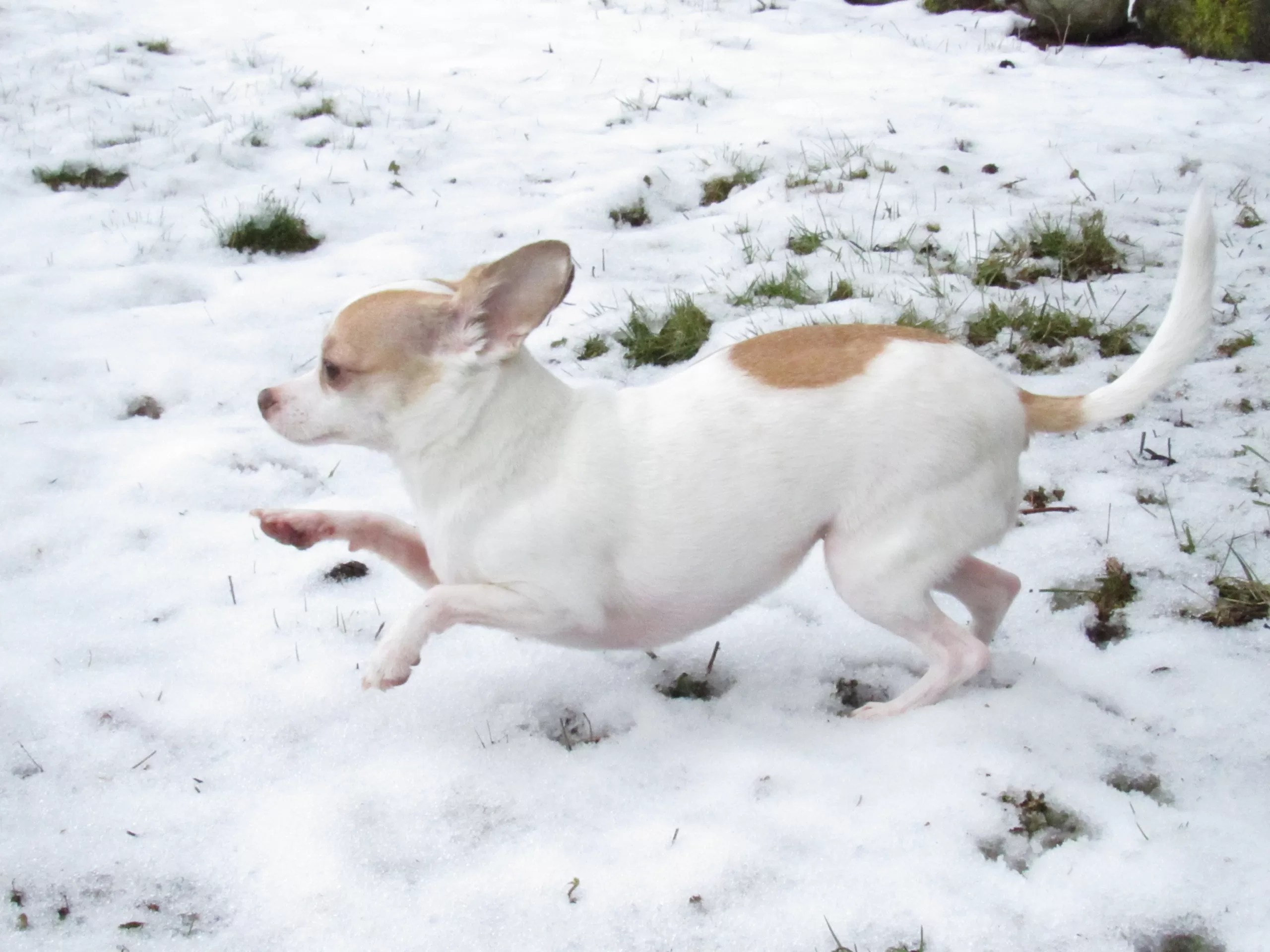 How Fast Can A Chihuahua Run? All Things Chihuahua