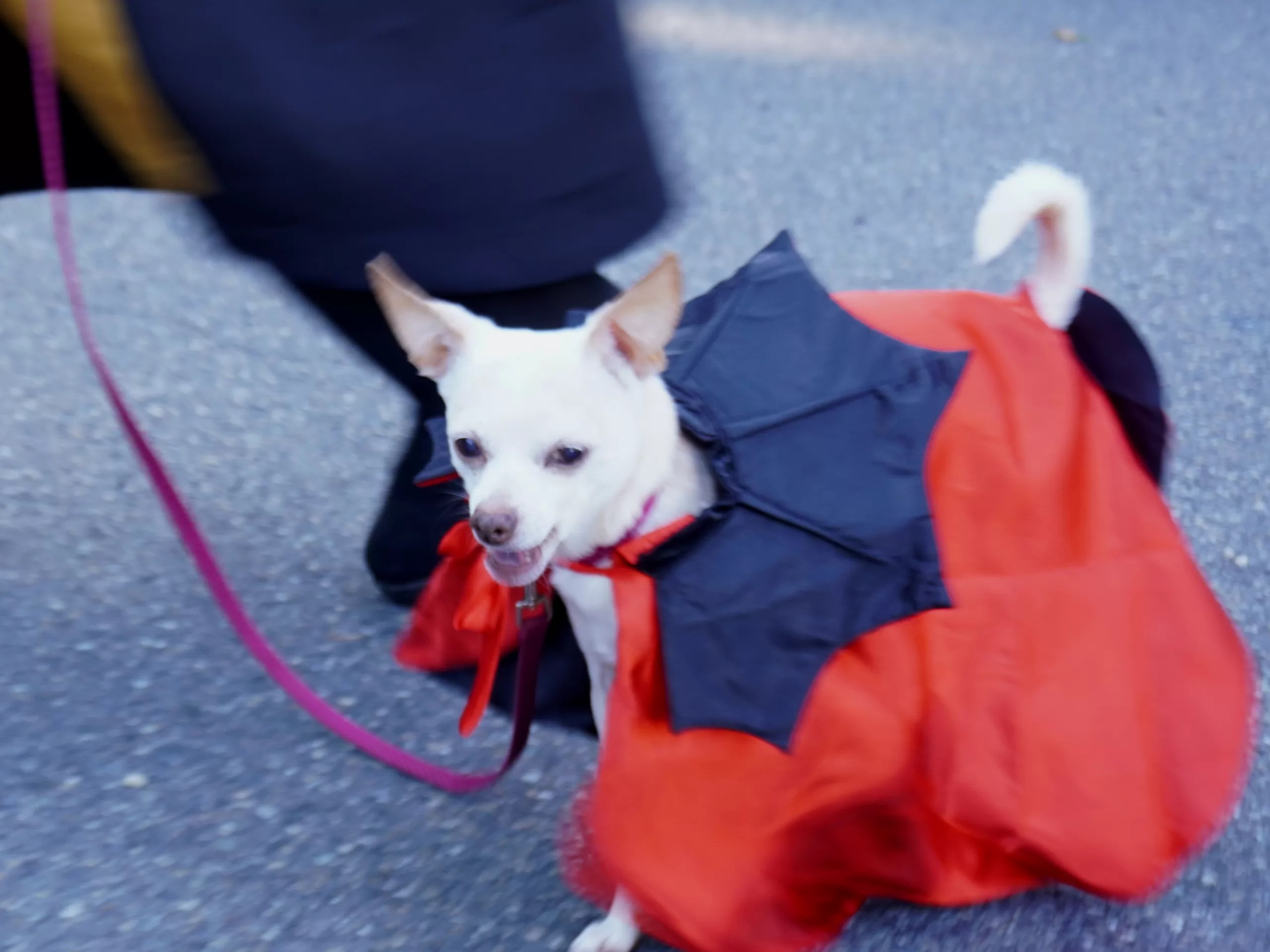 Should I Take My Dog TrickOrTreating? All Things Chihuahua