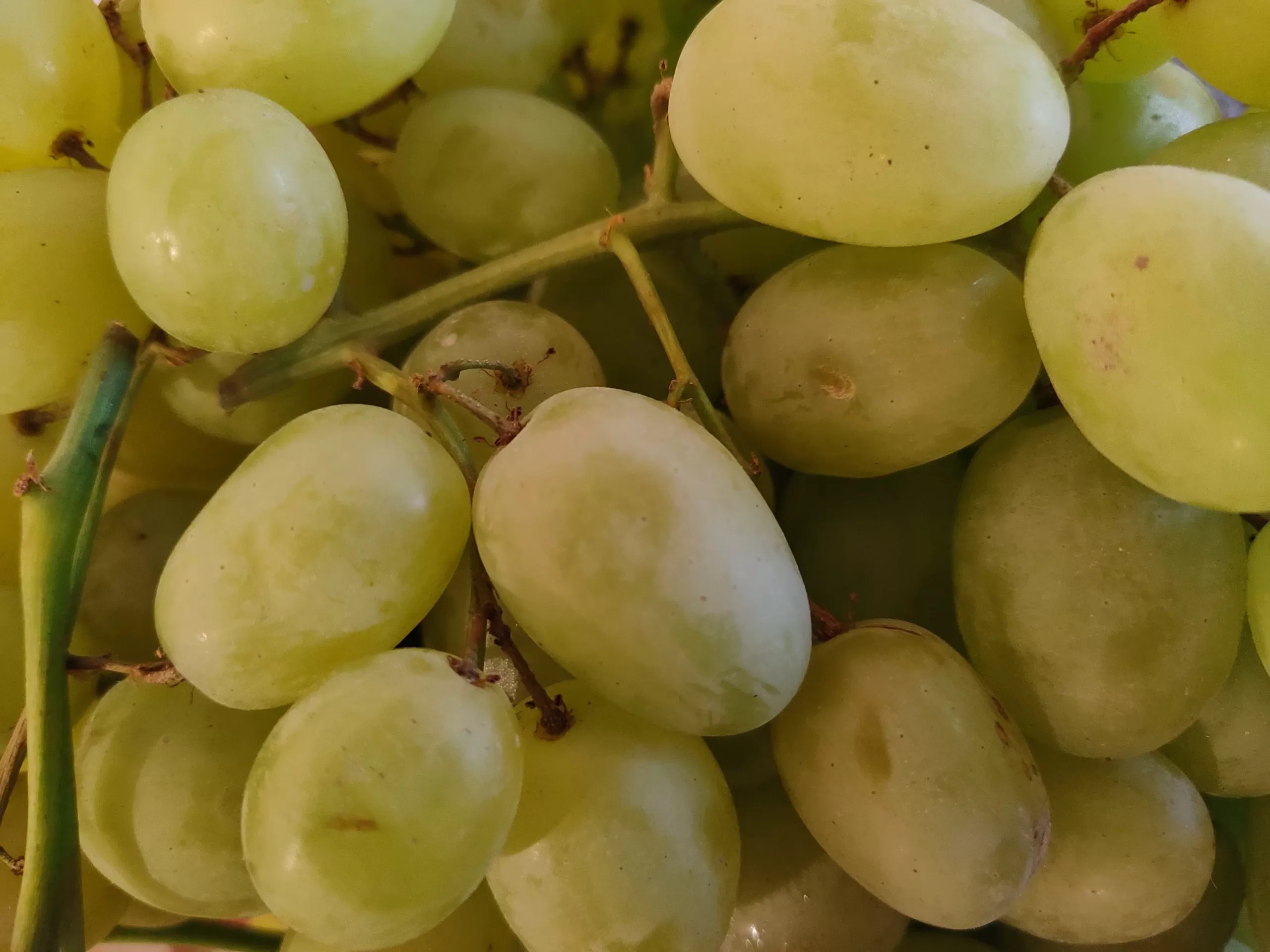 Why Can't Dogs Eat Grapes? All Things Chihuahua