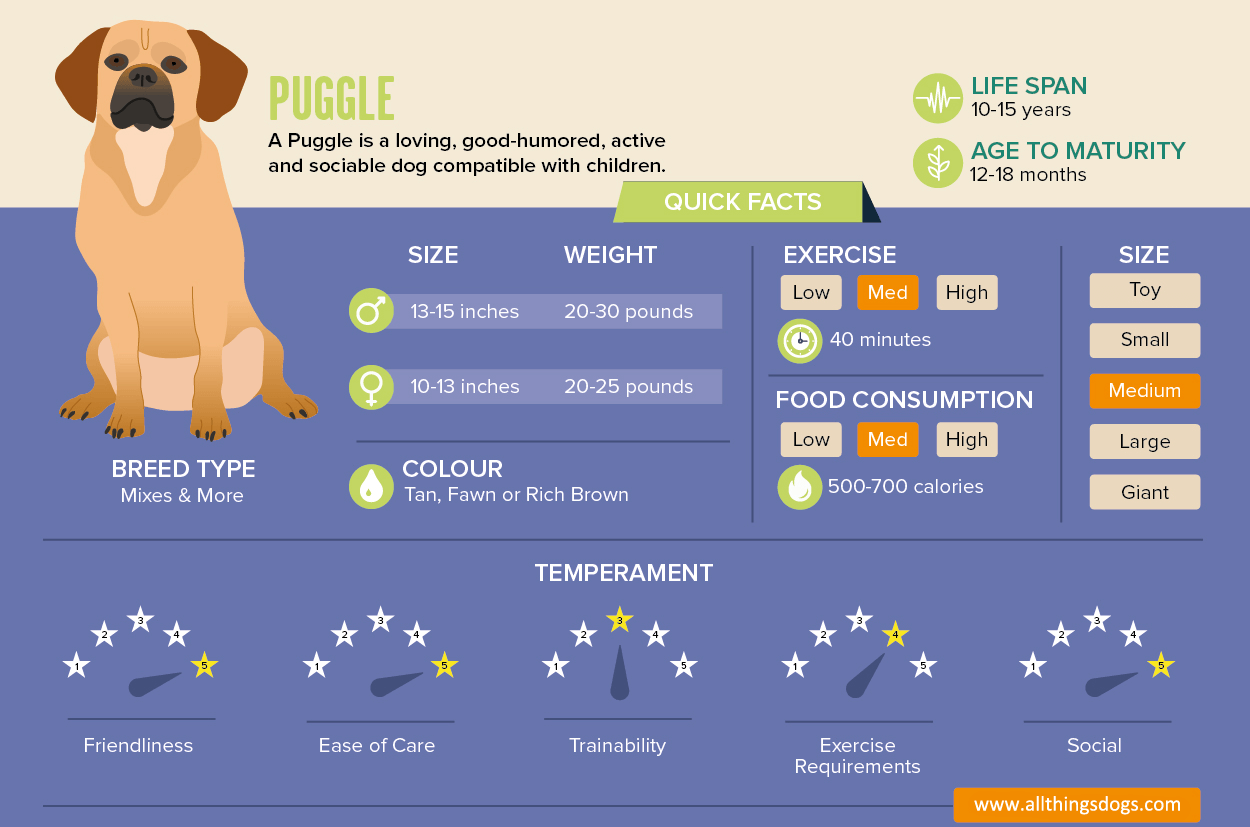 Puggle Owner’s Guide The ActionPacked Pug Beagle Cross Breed All