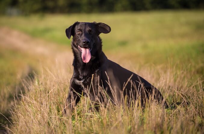 63+ Short Hair Border Collie Lab Mix Puppies l2sanpiero