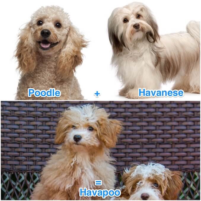 What is a Havapoo? The Havanese Miniature Poodle Mix All Things Dogs