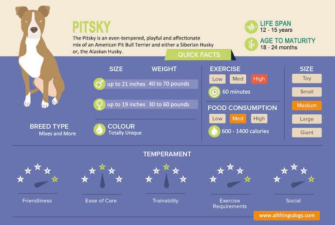 77+ Average Pitbull Weight Chart - l2sanpiero