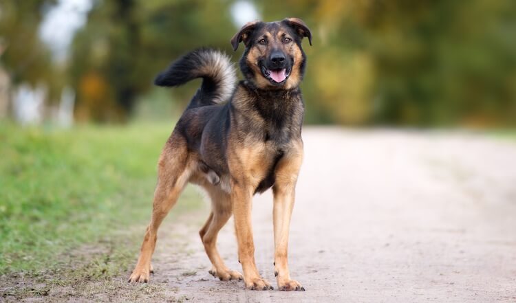 German Shepherd Rottweiler Mix Breed Info, Facts