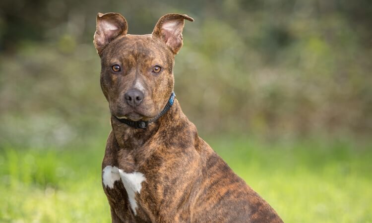 Brindle Pitbull (New Owners Guide To This Tiger-Striped Dog) | All Things Dogs