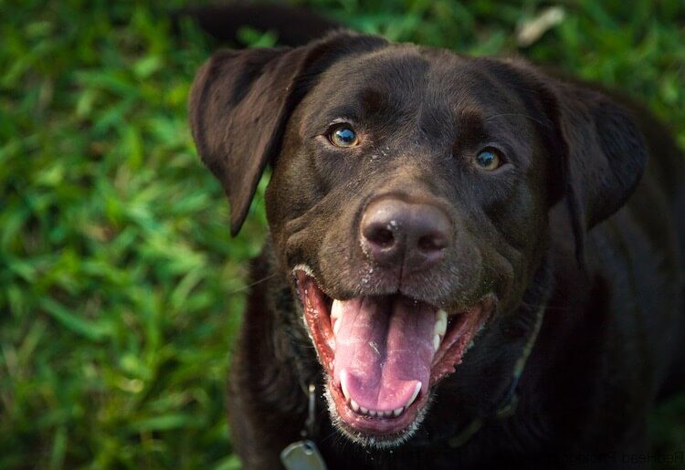 Chocolate Lab Names A List Of 500+ Best & Most Popular Names All
