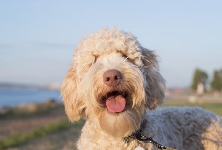 Toy Labradoodle Temperament Wow Blog