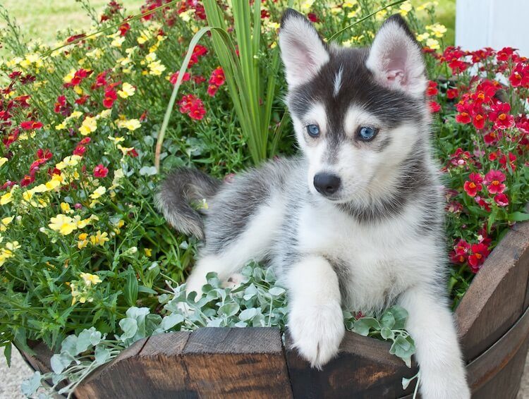 Pomeranian Husky Mix Info Origin, Diet, Health & Care Guide
