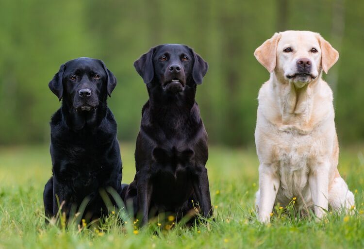 Labrador Names 500 Unique, Cool & Best Names for Labs