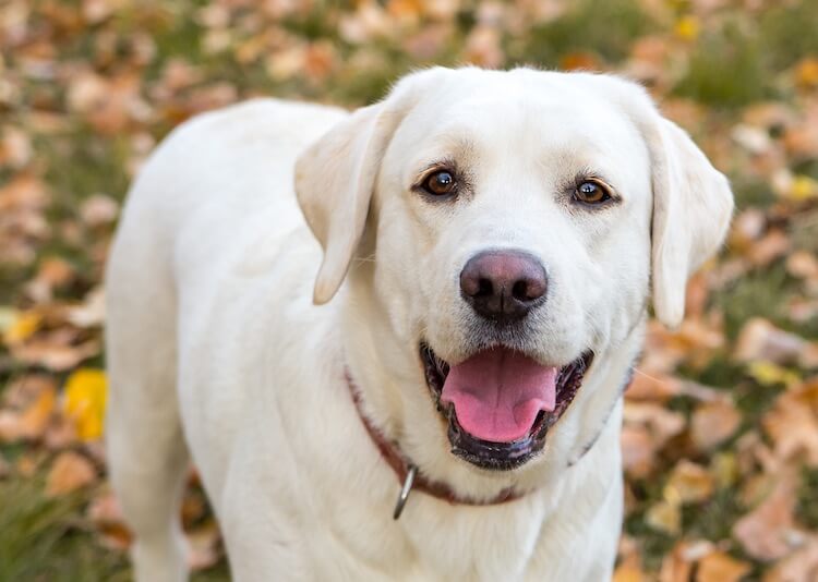 Labrador Names 500 Unique, Cool & Best Names for Labs