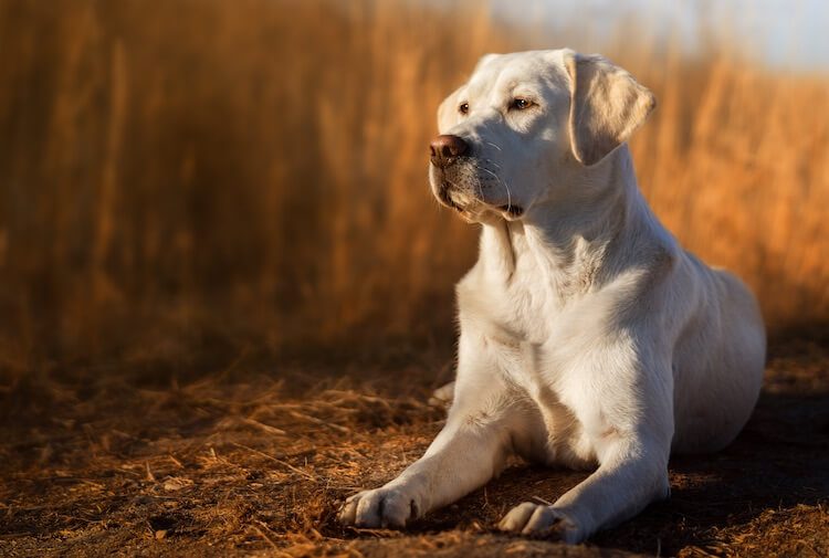 English Lab Weight Chart A Visual Reference of Charts Chart Master