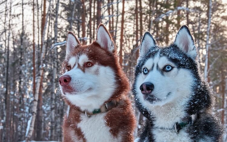 Red Husky: Everything You Should Know About The Red Siberian Husky | All Things Dogs