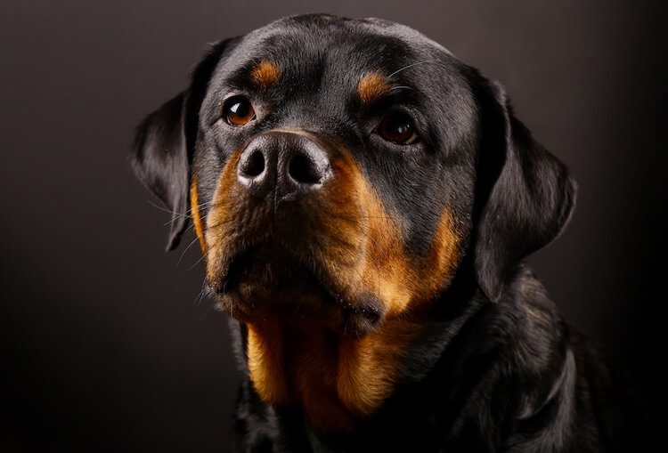 Rottweiler Dog 10 Facts You Should Know Before Buying All Things Dogs