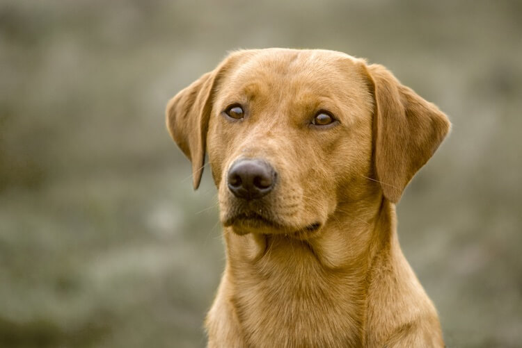Red Fox Lab Unveiling the Charm of This Unique Labrador Color